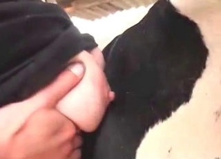 Juicy pussy and a cow