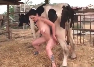 Juicy pussy and a cow