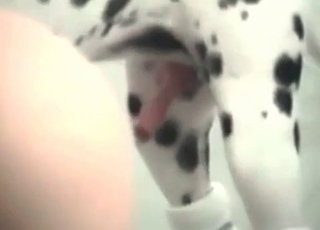 Mutt nailing tight pussy