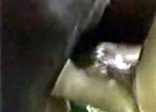 Creampie by a black stallion