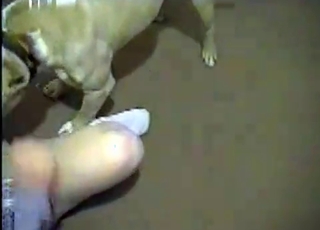 Playful dog gets a nice reward