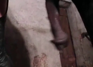 Black stallion screws a zoophile