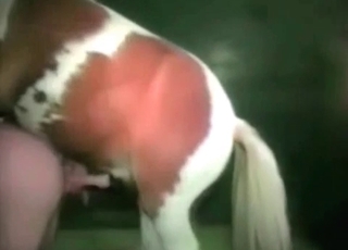 Horse is being created for sex