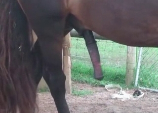 Horse in an animal sex scene