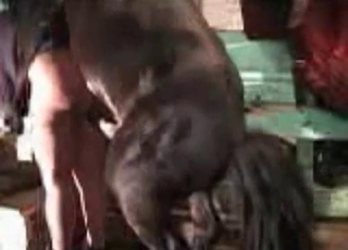 Gigantic horse fucks a zoophile