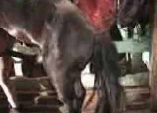 Gigantic horse fucks a zoophile