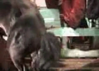 Gigantic horse fucks a zoophile