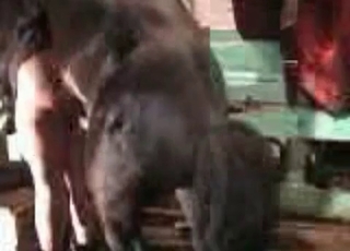 Gigantic horse fucks a zoophile