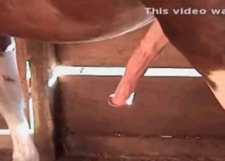 Nasty horse cums a massive load