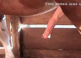 Nasty horse cums a massive load