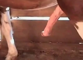 Nasty horse cums a massive load