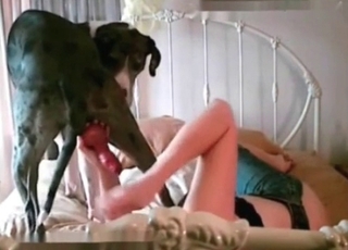 Hunter dog fucks from behind