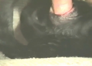 Bold guy fucking his dog