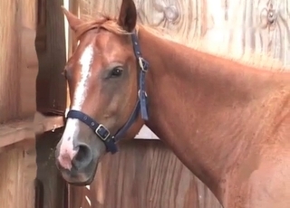 Small pony enjoys bestiality