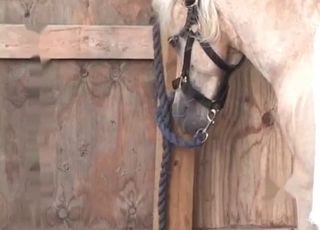 Small pony enjoys bestiality