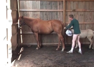 Small pony enjoys bestiality