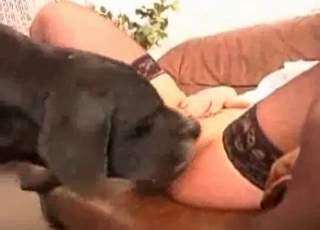 Chick gets licked by a cur