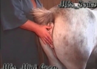 Anal stimulation for a horse