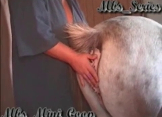 Anal stimulation for a horse
