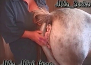 Anal stimulation for a horse
