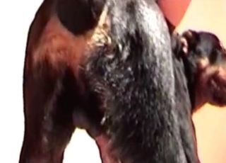 Zoo porn featuring dogs ass