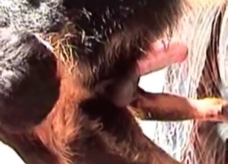 Zoo porn featuring dogs ass