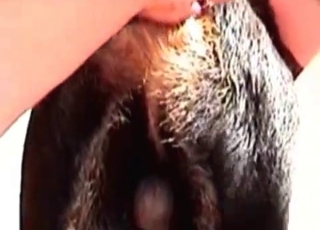 Zoo porn featuring dogs ass