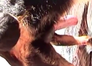 Zoo porn featuring dogs ass