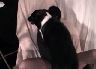 Sweet pup fucking hot brunette