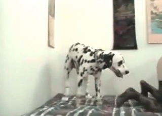 Young Dalmatian and a zoophile slut