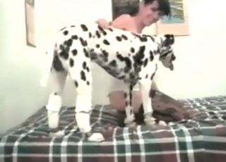 Young Dalmatian and a zoophile slut
