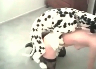 Young Dalmatian and a zoophile slut