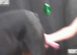 Babe pleasing her doggy