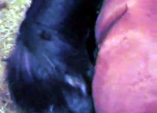 Old animal porn at the farm