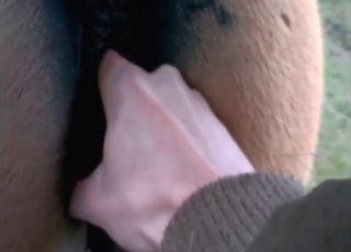 Mustang fucked in close up