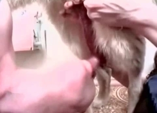Nice oral performance in zoo porn