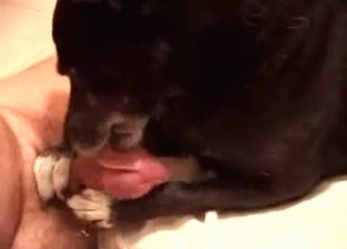 Animal sex featuring doggy