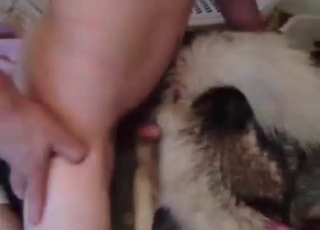 Tyke nailed by its owner