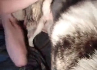 Tyke nailed by its owner