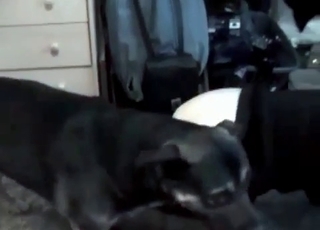 Black cur penetrating twat