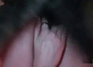 Active zoo sex in close up