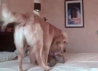 Beauty enjoys her nice doggy