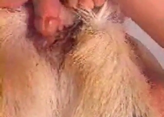 Enjoyable amateur bestial porn