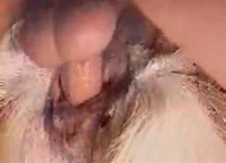 Enjoyable amateur bestial porn