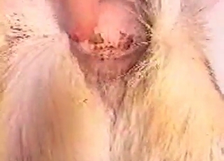 Enjoyable amateur bestial porn