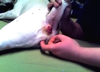 Anal stimulation for a doggy