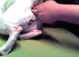 Anal stimulation for a doggy