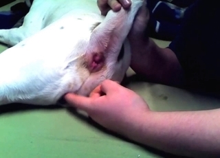 Anal stimulation for a doggy