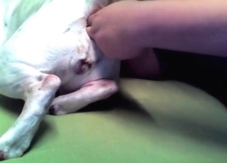 Anal stimulation for a doggy