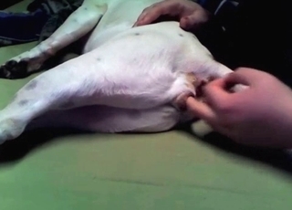 Anal stimulation for a doggy